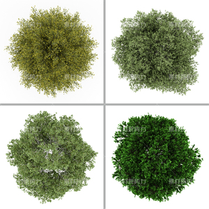 俯视树木高清图片环保素材植物高清大图小树高分辨率绿树装饰元素
