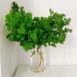 蓬莱松鲜切枝水培鲜花室内水养绿叶花材瓶插花室内小森林顺丰直邮