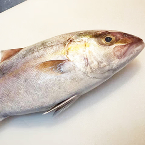 东山岛海钓野生章红鱼杜氏鰤红魽刺身级品质新鲜即食海鲜水产