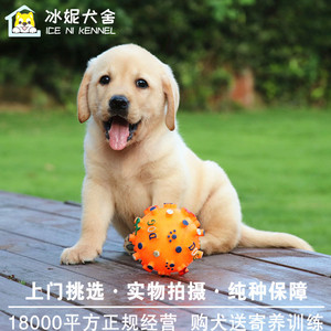 上海纯种拉布拉多幼犬金毛犬血统宠物狗狗活体犬真狗支持淘宝交易