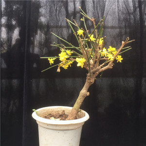 重瓣迎春花盆景树桩 三台迎春苗老桩迎春盆栽虎蹄龙爪 小叶迎春