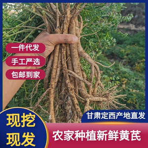 甘肃新鲜现挖黄芪500克包邮湿黄芪散装野生特级北芪根中药材泡酒