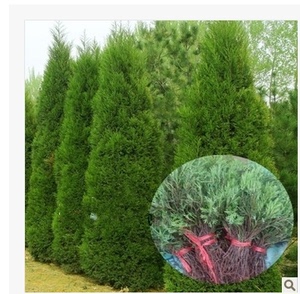 松柏树苗 松树 桧柏 刺柏,宝塔松 常青植物,园林绿化苗木 塔柏