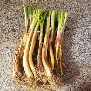 2021年新内蒙古旱地红葱新鲜10斤子洲红葱非陕西炖肉去腥大葱包邮