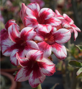 腾泓沙漠玫瑰 花中花 台湾阳明园精品单瓣沙漠玫瑰爆花款