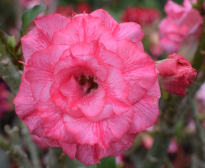 腾泓沙漠玫瑰 c35筑梦 台湾阳明园重瓣沙漠玫瑰大花爆花款