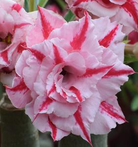 重瓣沙漠玫瑰花