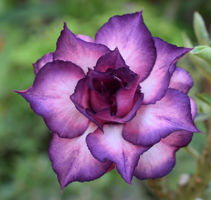 腾泓沙漠玫瑰 c29诱惑 台湾阳明园精品重瓣沙漠玫瑰系列