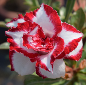 腾泓沙漠玫瑰 f124法拉利 台湾重瓣沙漠玫瑰21春季新品大花爆花款