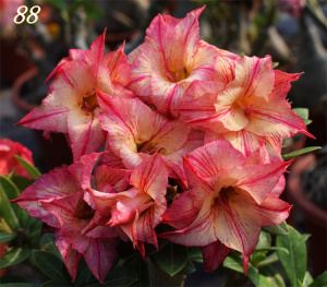 腾泓沙漠玫瑰 金丝雀 台湾精品重瓣沙漠玫瑰群芳经典品种爆花款