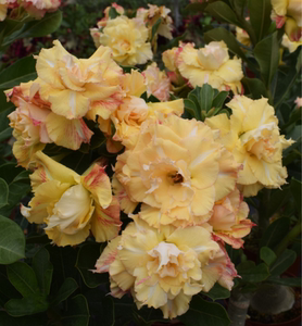 腾泓沙漠玫瑰 台湾沙漠玫瑰精品爆重瓣花款2022春季新品系列二