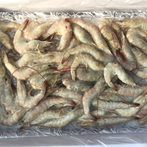 新鲜冰冻虾盒装 基围虾鲜活速冻可量定海鲜冻货