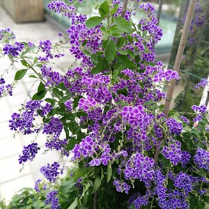 露花棒棒糖盆栽植物花卉室内四季好养开花多年生假连翘树苗17人付款