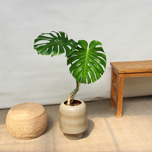 龟背竹老桩大叶子植物北欧风绿植室内好养四季常绿吸甲醛客厅阳台