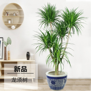 龙须树大型植物耐旱木本喜阳好养盆栽客厅阳台办公室招财北欧耐寒