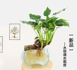 新款加湿趣味盆植物闷养瓶微景观草皮地毯陆缸吸水石盆栽造景2人付款