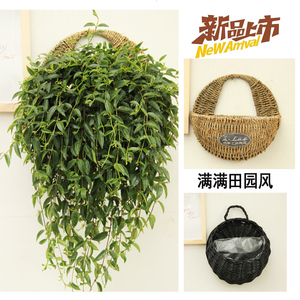 柳叶吊兰红果吉祥果垂吊长条藤植物盆栽新品好养开花喜阳