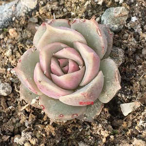 回忆3cm海琳娜杂交月影系列 多肉植物月影系海琳娜乌木实生