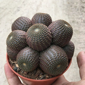 开大花群生仙人球黑蝎子盆栽花卉植物防辐射吸收甲醛净化空气