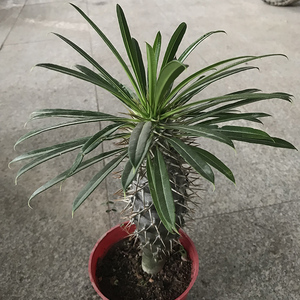 非洲霸王树会开花植物盆栽树型盆栽耐旱沙漠植物吸收净化空气花卉