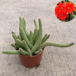 仙人球白檀缀化