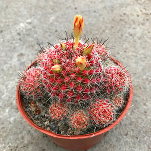 吸收辐射甲醛-淘宝拼多多热销吸收辐射甲醛货源拿货 - 阿里巴巴货源