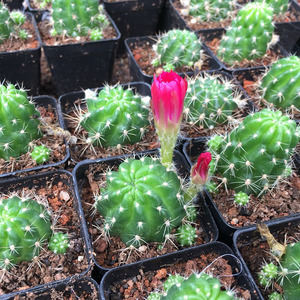 花博会仙人球自根朱丽丸开红花美观肉肉盆栽花卉防辐射多肉植物