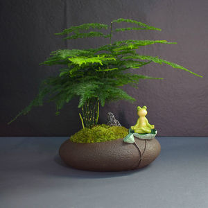 茶台摆件桌面装饰摆件绿植文竹盆栽净化空气防辐射小型树脂盆景