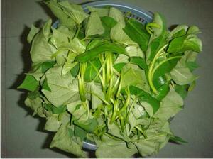 满50元包邮海南乡下新鲜蔬菜地瓜叶番薯叶农家现摘1斤