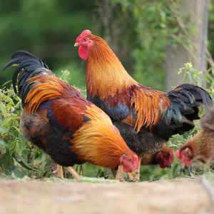 清远散养走地鸡 扇鸡公鸡 正宗农家清远鸡 放养 5斤左右重