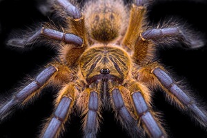 南非蓝腿巴布hp2cm活体宠物蜘蛛无毒捕鸟蛛火玫瑰新手宠物蜘蛛