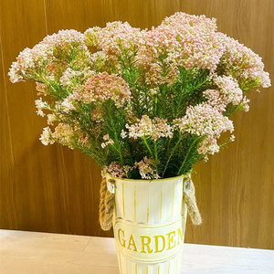 小米花鲜花云南昆明鲜切花可做干花家庭水养花插花花束配花搭配