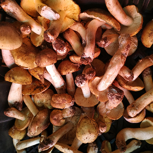 云南新鲜野生菌 菌菇黄白水乔面菌荞面菌荞粑粑菌500克装三份包邮