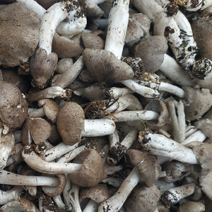 21年云南特产 新鲜野生菌蔬菜蘑菇 小灰菌食用香菇菌子野生菌菇