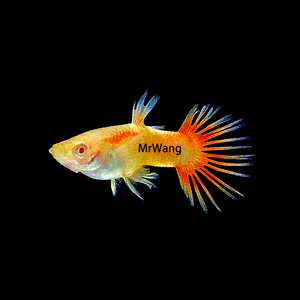 循鱼MrWang德国进口皇家日落冠尾精品孔雀鱼稀有特殊尾型