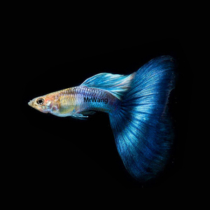 循鱼mrwang马来西亚进口日本兰珊瑚蓝精品孔雀鱼观赏鱼热带鱼