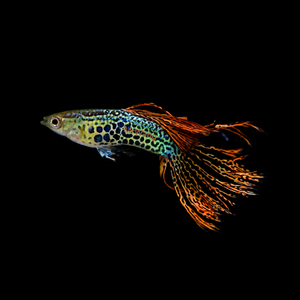 循鱼mrwang德国进口红蕾丝冠尾精品孔雀鱼稀有品种拉丝尾