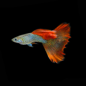 进口红蕾丝精品孔雀鱼观赏鱼热带鱼凤尾鱼小型淡水鱼纯种活体宠物