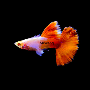 泰国白金孔雀鱼