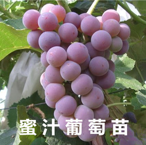 花辰夕家居专营店天猫葡萄树苗新品种 早熟甜葡萄苗 七星女王葡萄苗