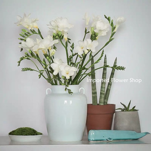 荷兰白色香雪兰小苍兰鲜花高端家用插花婚庆装饰七夕礼物顺丰包邮