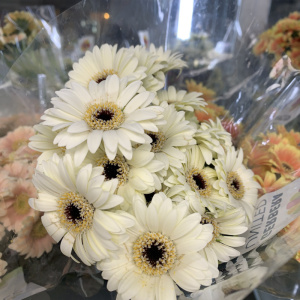 荷兰进口迷你白色黑心小弗朗花鲜花速递江浙沪皖包邮上海发货