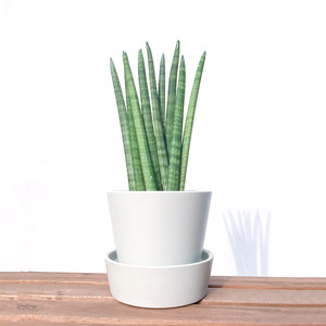 虎尾兰棒叶虎皮兰圆叶石笔佛前香吸甲醛净化空气桶叶棍棒带盆包邮