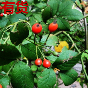 山木香 红茨藤结茧小刺花荆刺叶五甲莲七姐妹鱼杆子青刺等草药苗