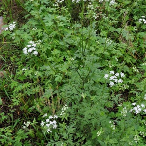 窃衣 小窃衣破子草大叶山胡萝卜小窃草华南鹤虱水防风种植草药苗