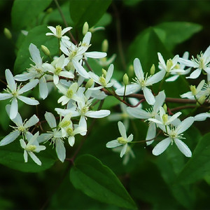 威灵仙 铁脚铁角威灵仙铁线莲铁耙头庭院中草药藤本花卉植物苗