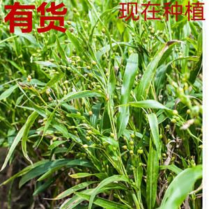 尿珠草