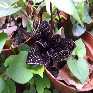 杜衡 浙药绿植中药盆栽植物土细辛马蹄香杜衡葵杜细辛中草药 苗