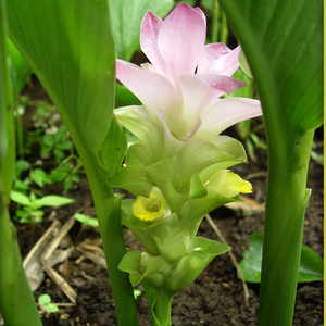 浙八味杭白菊苗白术白芍贝母玄参元胡笕麦冬温郁金药材苗热销推荐