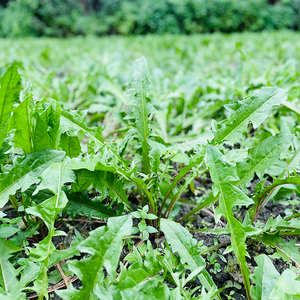 四川特产蒲公英野生新鲜野菜苗婆婆丁茶现摘现发鲜嫩苦菜嫩叶蔬菜